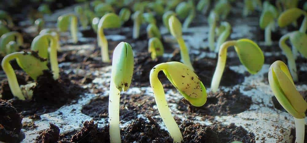 Unveiling the Science Behind Our Soil Revolution