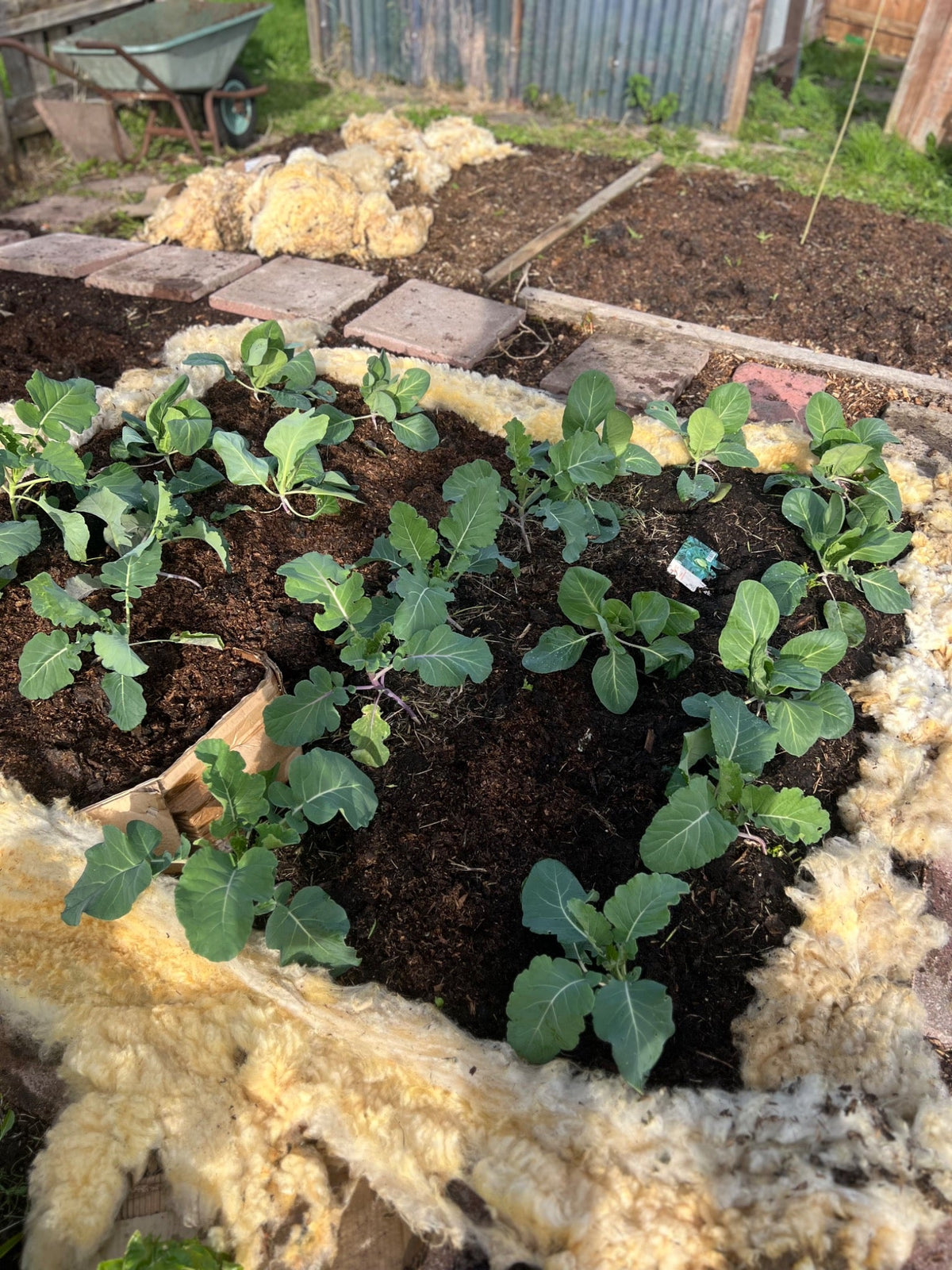 Can You Use Sheep’s Wool as Mulch on an Allotment?