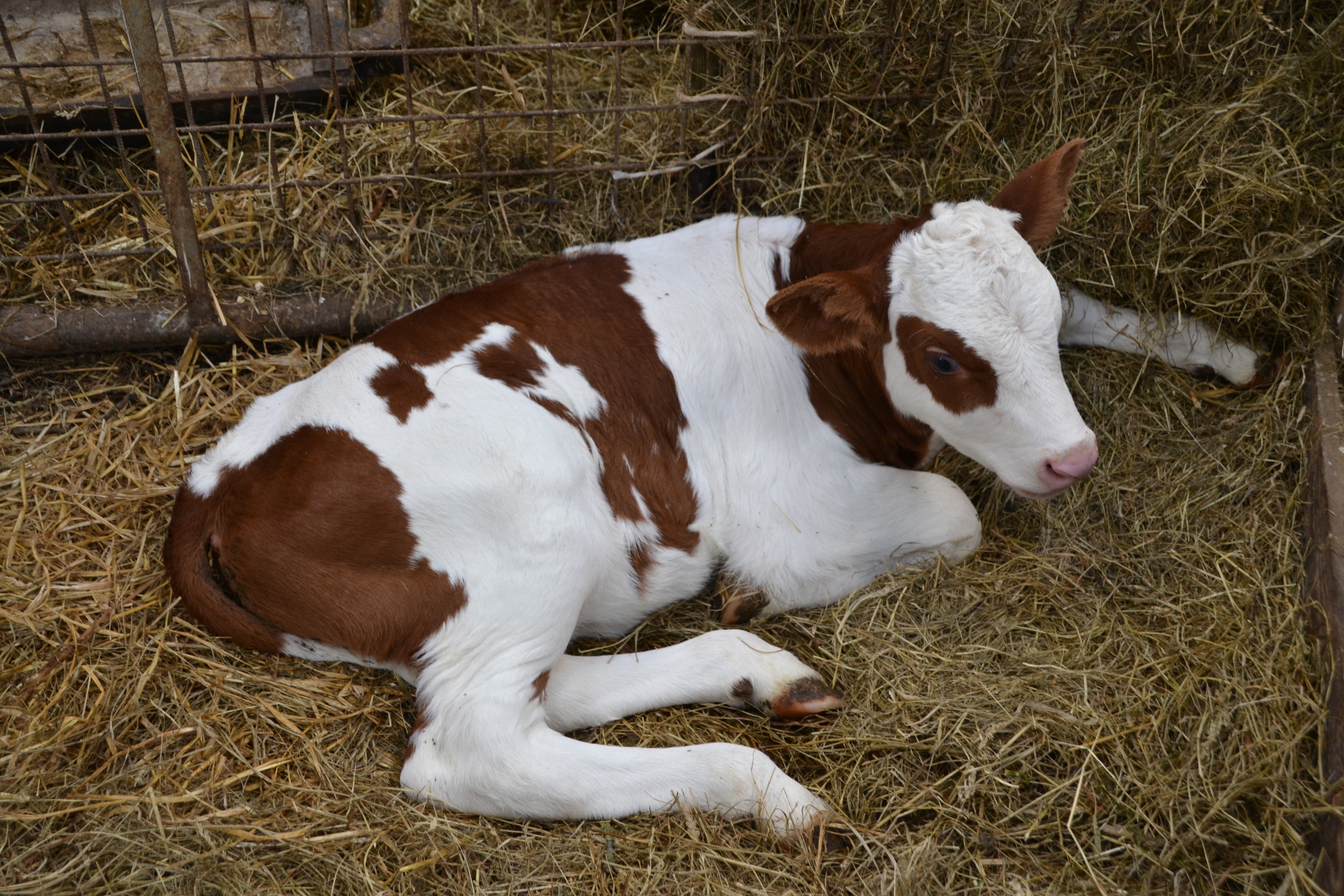 Livestock resting on bedding