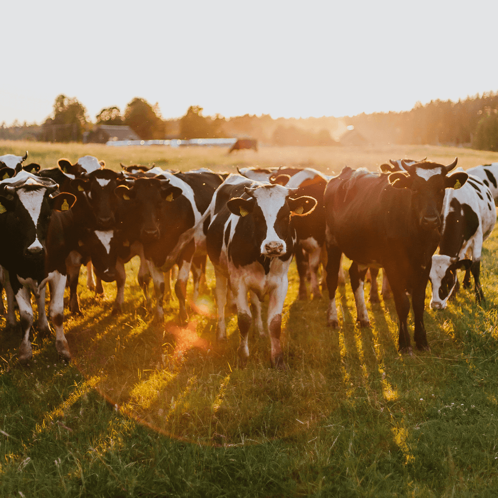 Farmers & Livestock