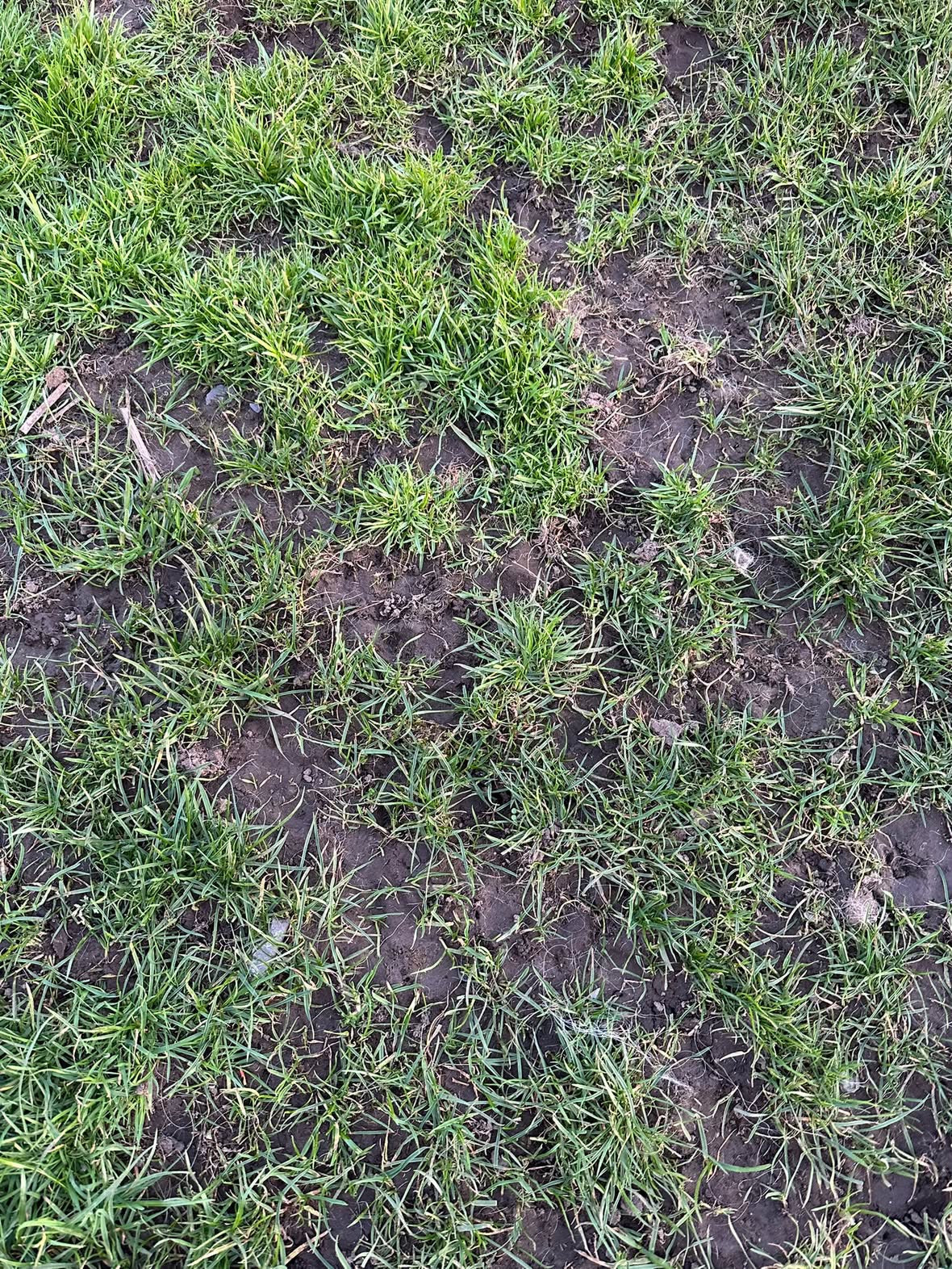 Humusoil
