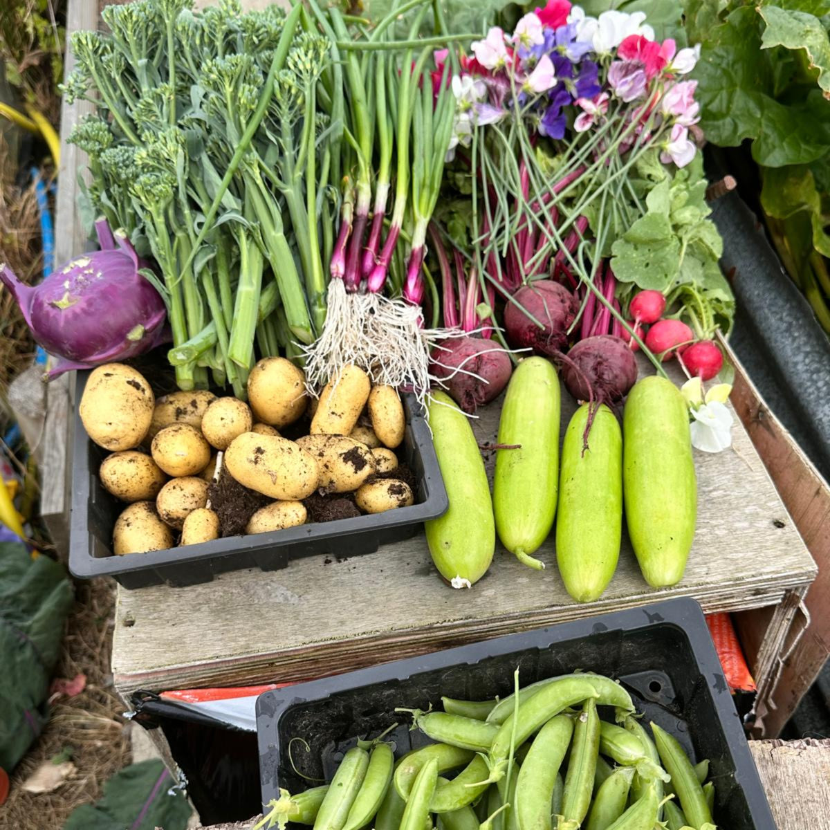 
                  
                    Fresh vegetables harvested by a Humusoil allotment customer
                  
                