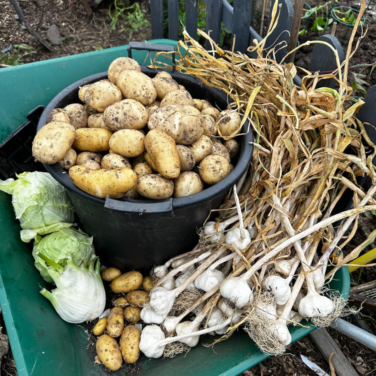 
                  
                    Allotment harvest of potatoes, garlic and fennel from a Humusoil customer
                  
                