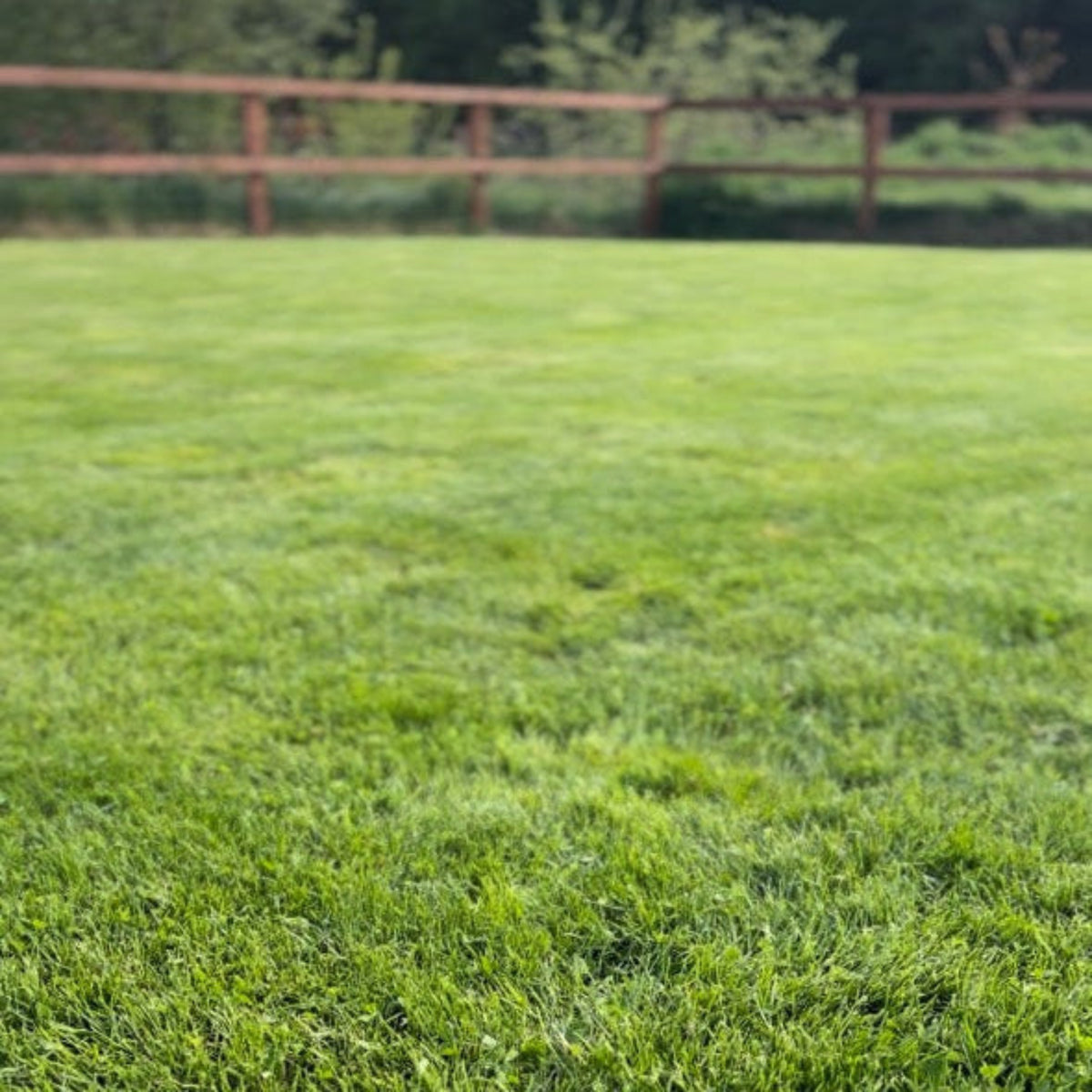 Customer lawn after using Humusoil Lush Lawns