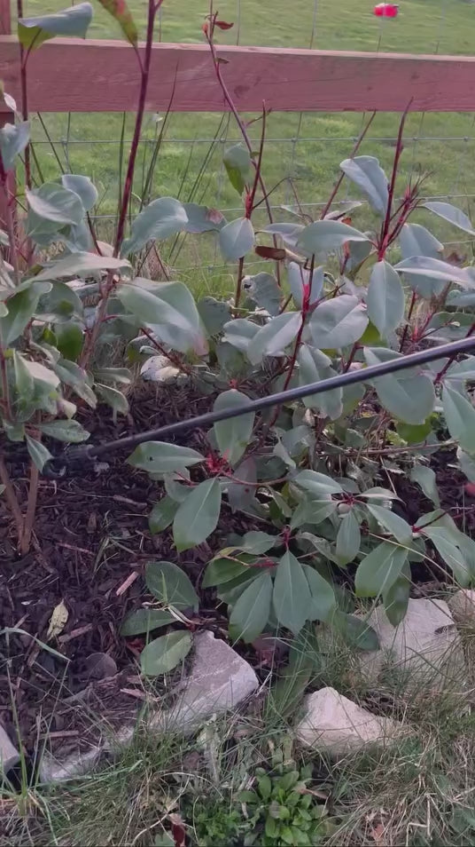 
                  
                    Load and play video in Gallery viewer, Humusoil Growers Pack – 1kg
                  
                